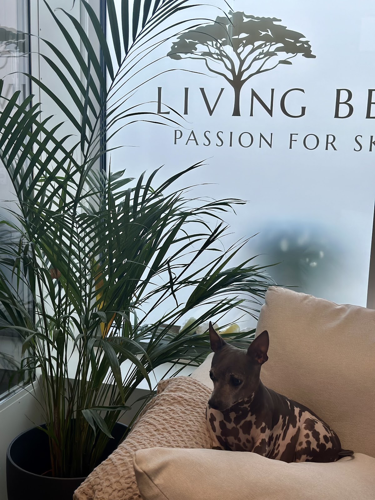 Living Beauty kuva 6